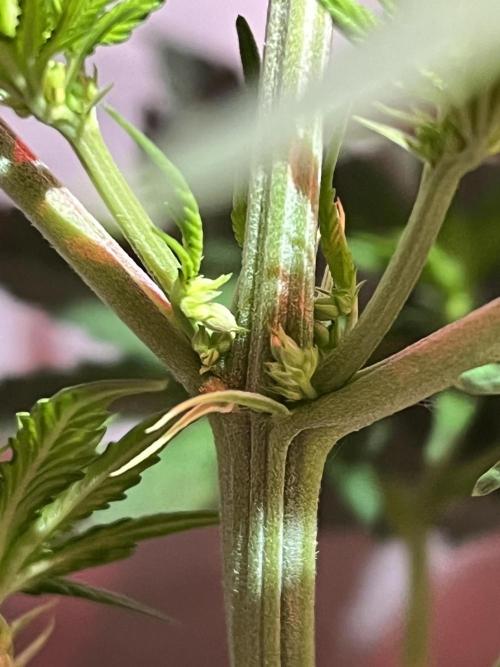 LivingSoil - Blue Sunset Sherbert. Week 6