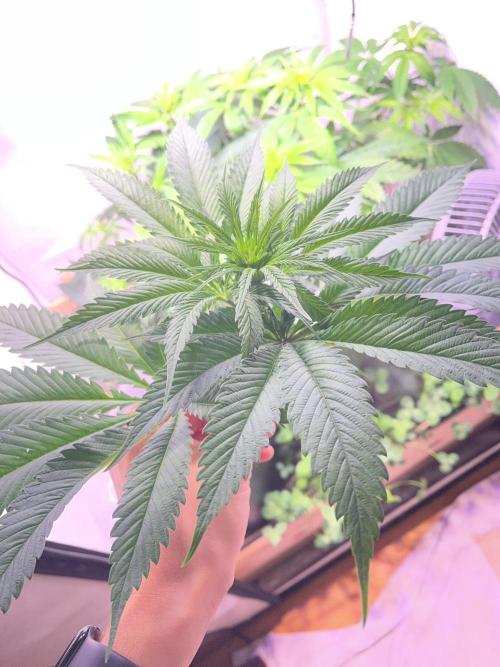 LivingSoil - Amensia Lemon. Week 7 - abgebrochener Headbud 