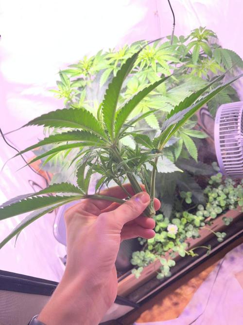 LivingSoil - Amensia Lemon. Week 7 - abgebrochener Headbud 