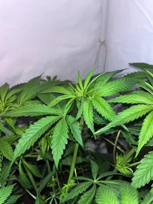 LivingSoil - Amensia Lemon. Week 7