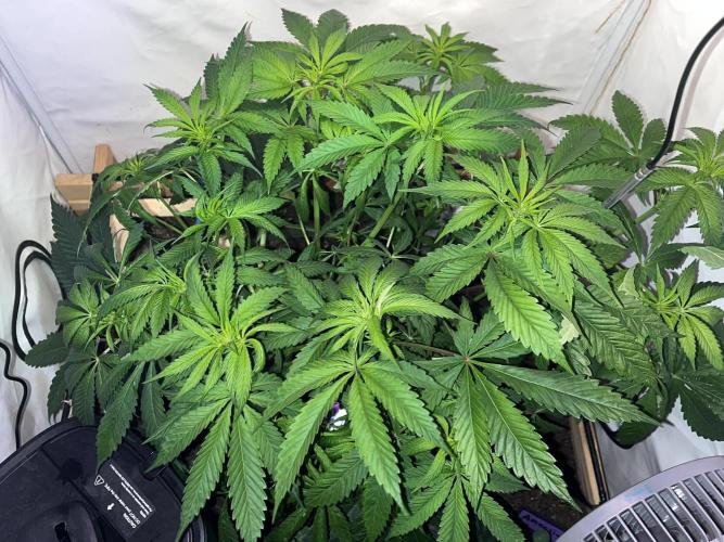 LivingSoil - Amensia Lemon. Week 7