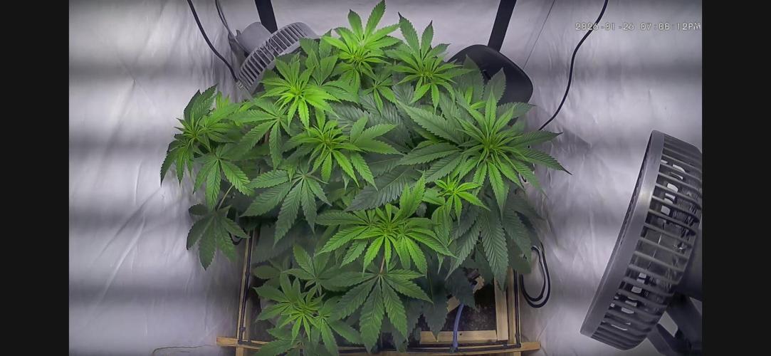 LivingSoil - Amensia Lemon. Week 7 - mit Headbud 