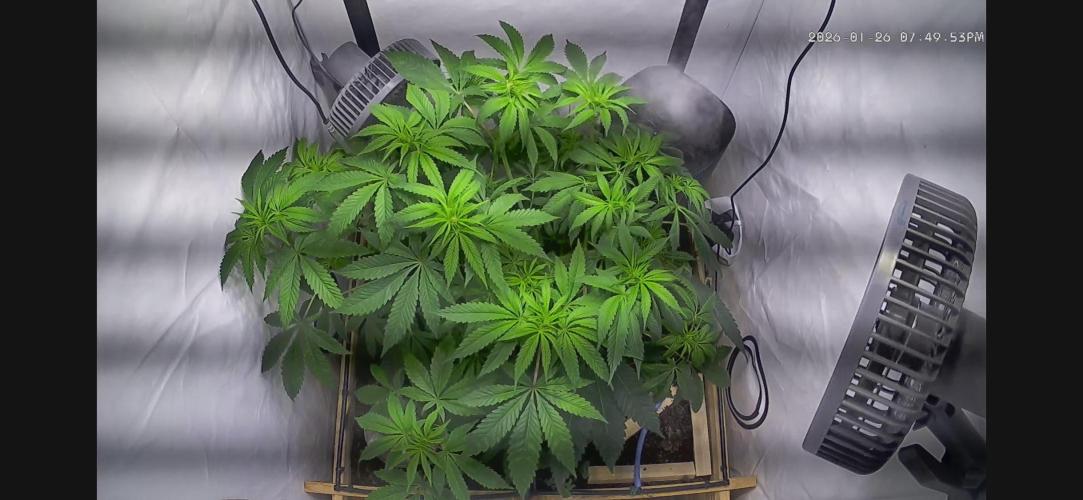 LivingSoil - Amensia Lemon. Week 7 - ohne Headbud 