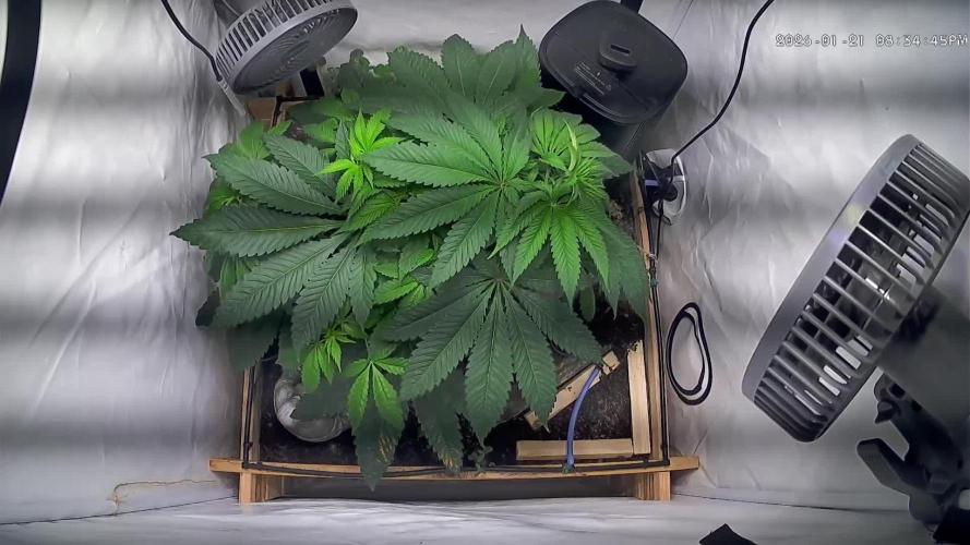 LivingSoil - Amensia Lemon