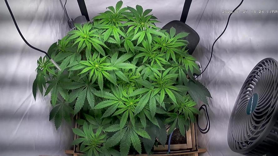 LivingSoil - Amensia Lemon