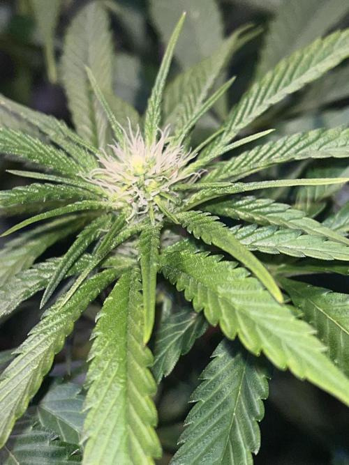 LivingSoil - Amensia Lemon. Week 8