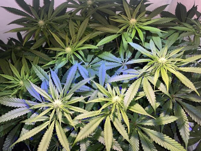 LivingSoil - Amensia Lemon. Week 8