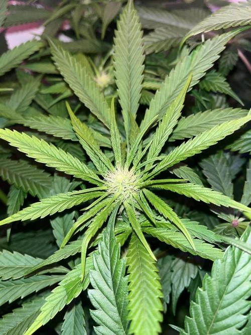 LivingSoil - Amensia Lemon. Week 8