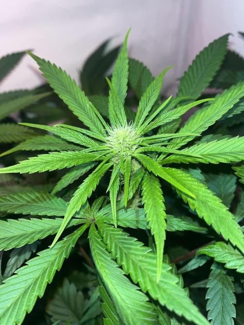 LivingSoil - Amensia Lemon. Week 8