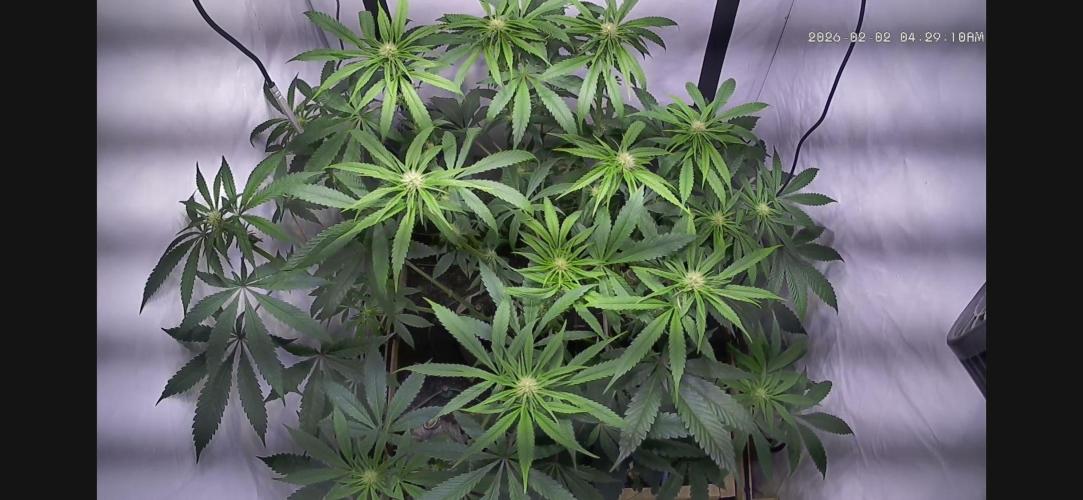 LivingSoil - Amensia Lemon. Week 8