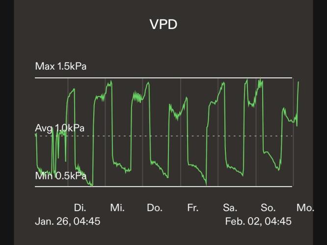 LivingSoil - Amensia Lemon. Week 8
