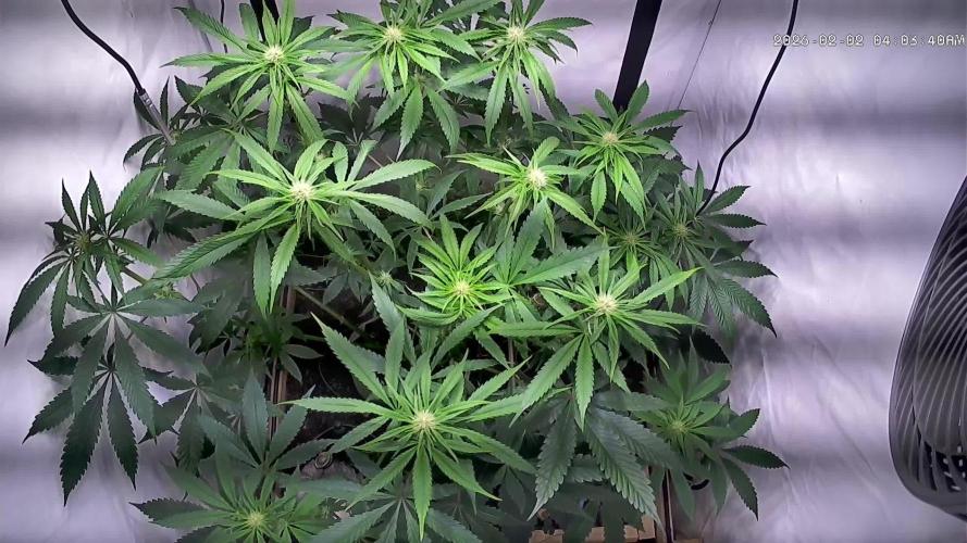 LivingSoil - Amensia Lemon