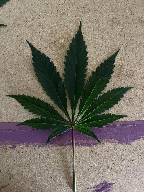 LivingSoil - Amensia Lemon. Week 9