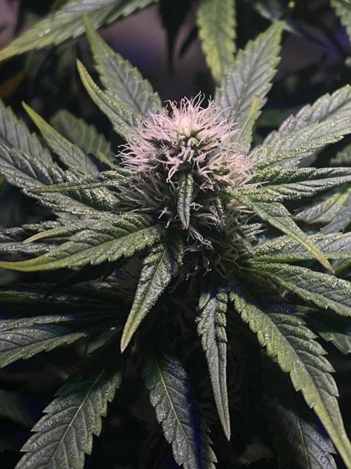 LivingSoil - Amensia Lemon. Week 9