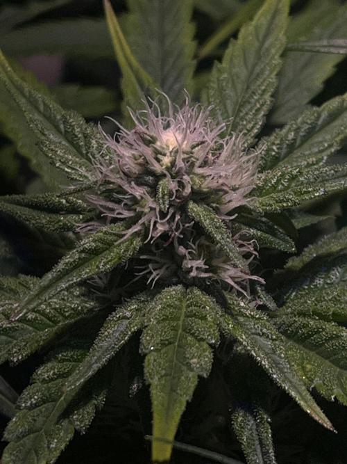 LivingSoil - Amensia Lemon. Week 9