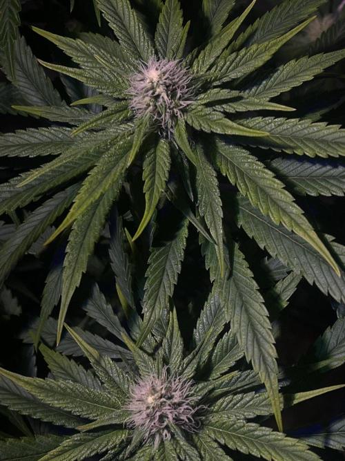 LivingSoil - Amensia Lemon. Week 9