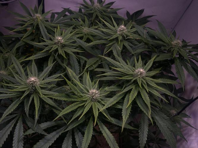 LivingSoil - Amensia Lemon. Week 9