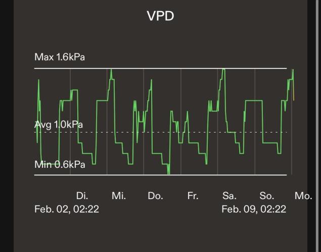 LivingSoil - Amensia Lemon. Week 9