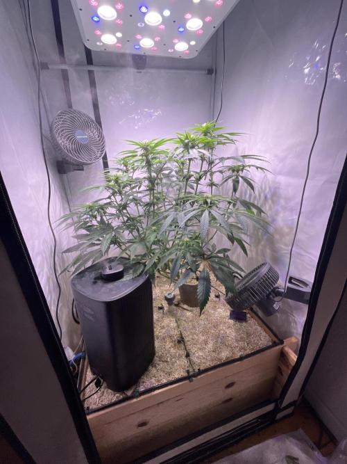 LivingSoil - Amensia Lemon. Week 9