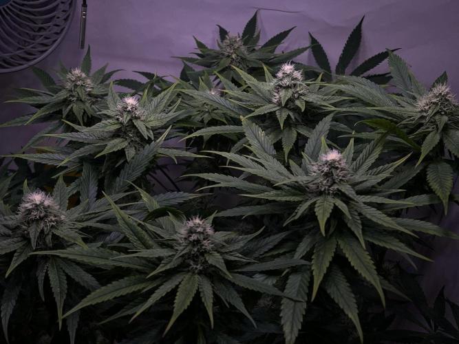 LivingSoil - Amensia Lemon. Week 10