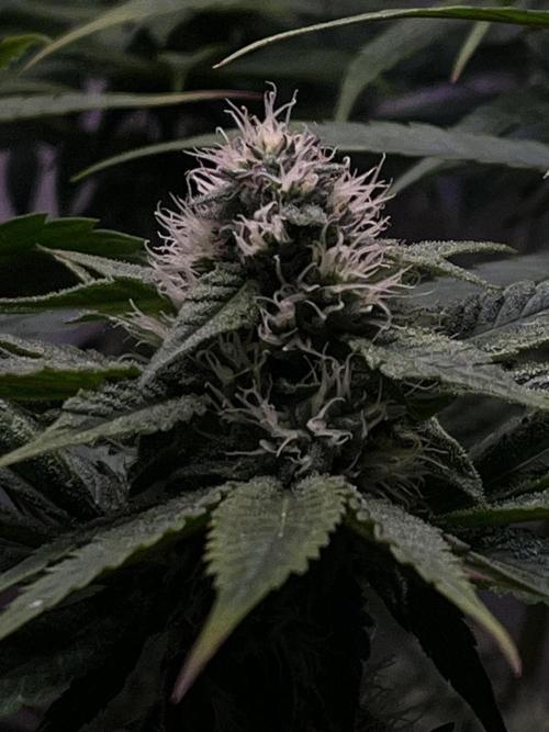 LivingSoil - Amensia Lemon. Week 10