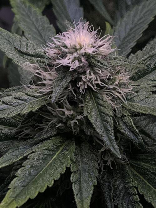 LivingSoil - Amensia Lemon. Week 10