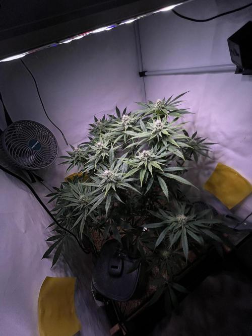 LivingSoil - Amensia Lemon. Week 10