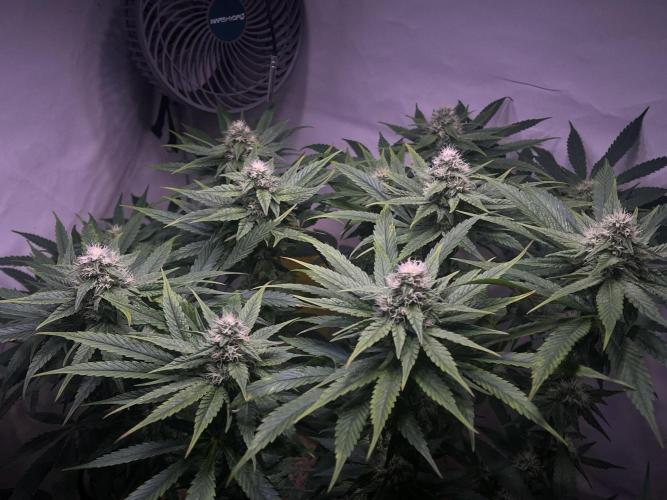 LivingSoil - Amensia Lemon. Week 10