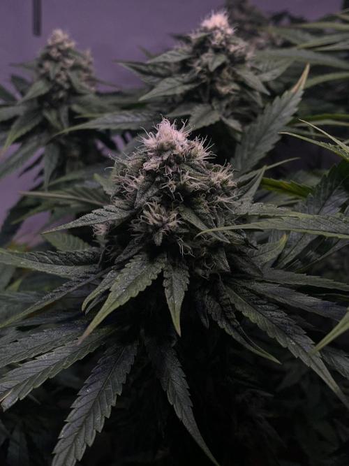 LivingSoil - Amensia Lemon. Week 11