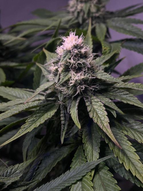 LivingSoil - Amensia Lemon. Week 11