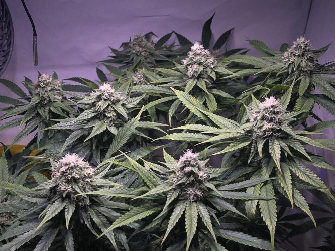 LivingSoil - Amensia Lemon. Week 11