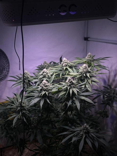 Amnesia Lemon. Week 11