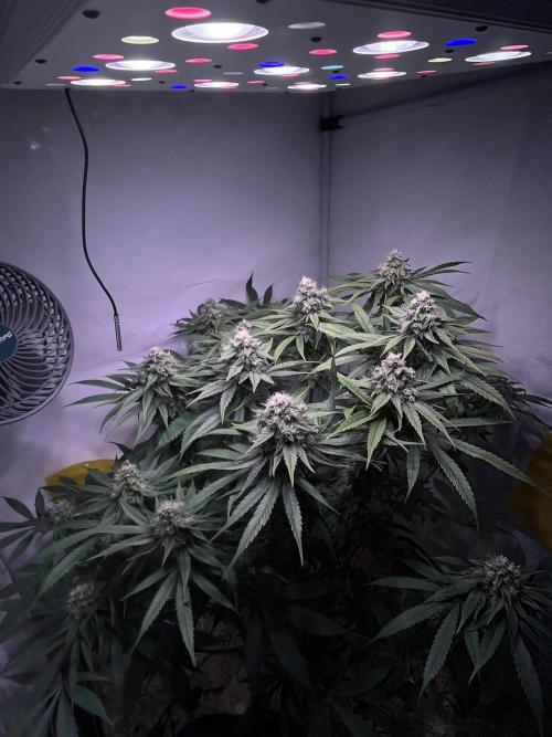 LivingSoil - Amensia Lemon. Week 12
