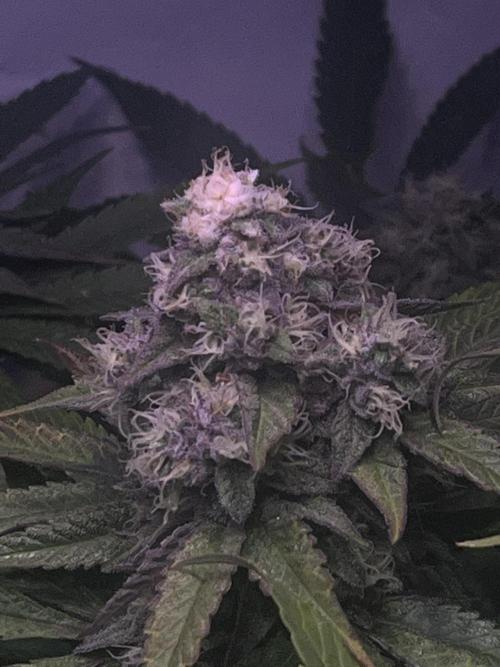 LivingSoil - Amensia Lemon. Week 12