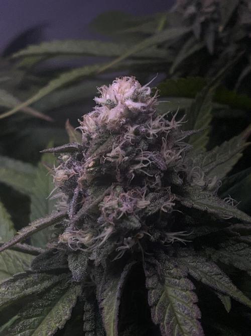 LivingSoil - Amensia Lemon. Week 12