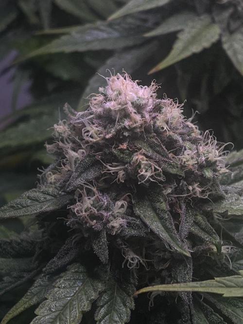 LivingSoil - Amensia Lemon. Week 12