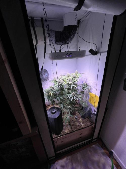 LivingSoil - Amensia Lemon. Week 12
