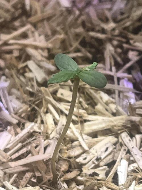 Amnesia Lemon. Week 12