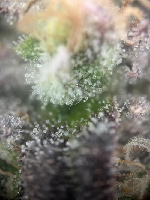 LivingSoil - Amensia Lemon. Week 13