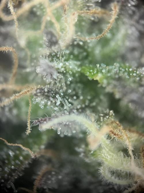 LivingSoil - Amensia Lemon. Week 13