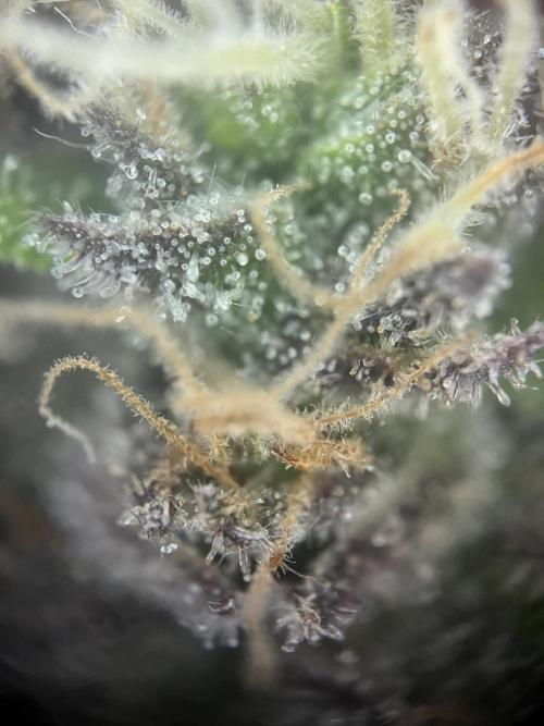 LivingSoil - Amensia Lemon. Week 13