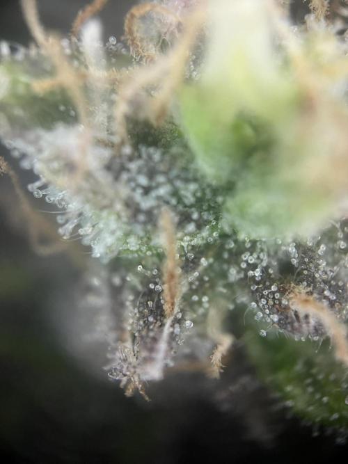 Amnesia Lemon. Week 13