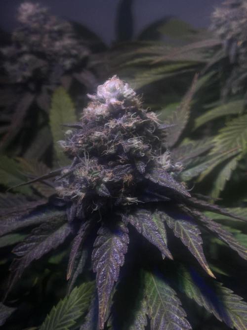 LivingSoil - Amensia Lemon. Week 13