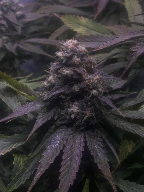 LivingSoil - Amensia Lemon. Week 13