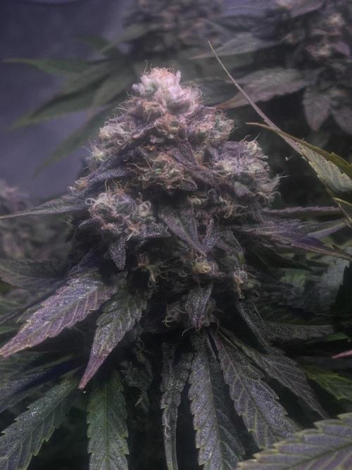 LivingSoil - Amensia Lemon. Week 13