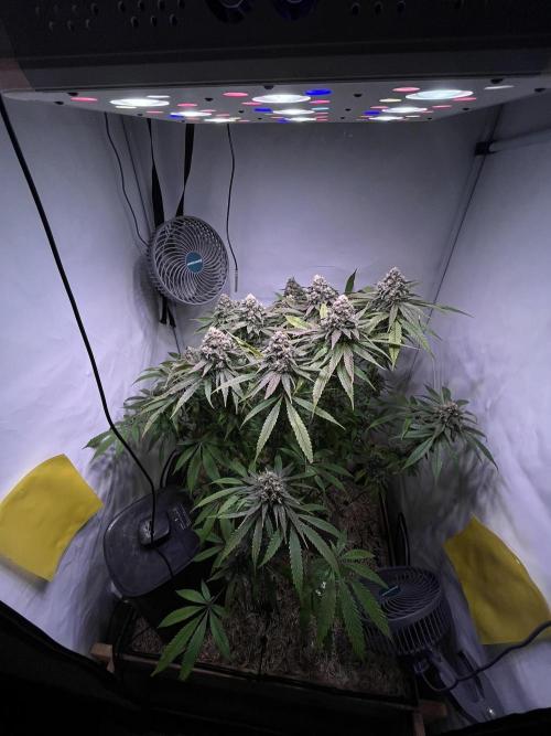 LivingSoil - Amensia Lemon. Week 13