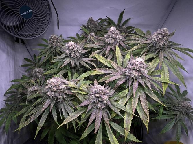 LivingSoil - Amensia Lemon. Week 13