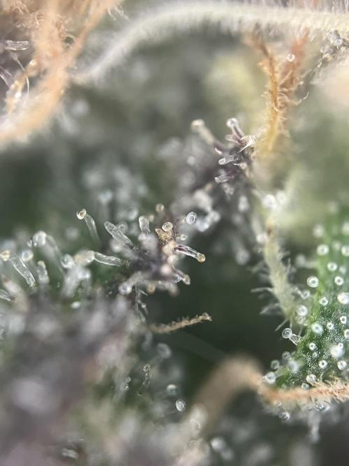 LivingSoil - Amensia Lemon. Week 14