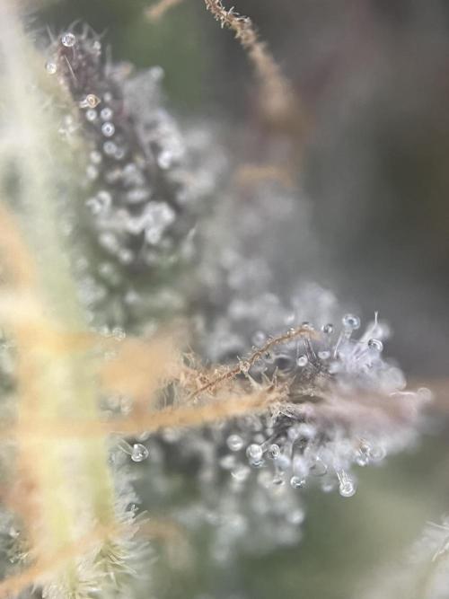LivingSoil - Amensia Lemon. Week 14