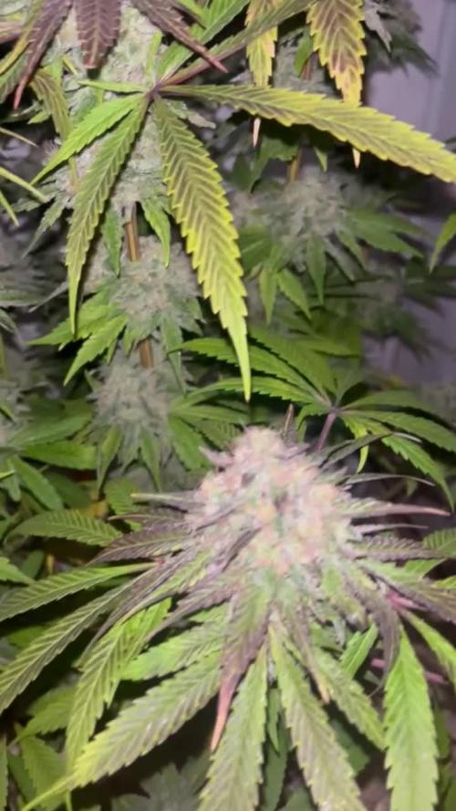 LivingSoil - Amensia Lemon